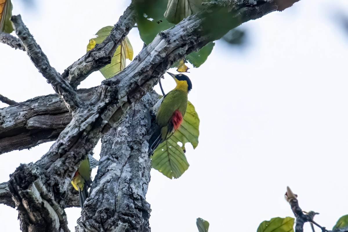 Black-headed Woodpecker - Dominic More O’Ferrall