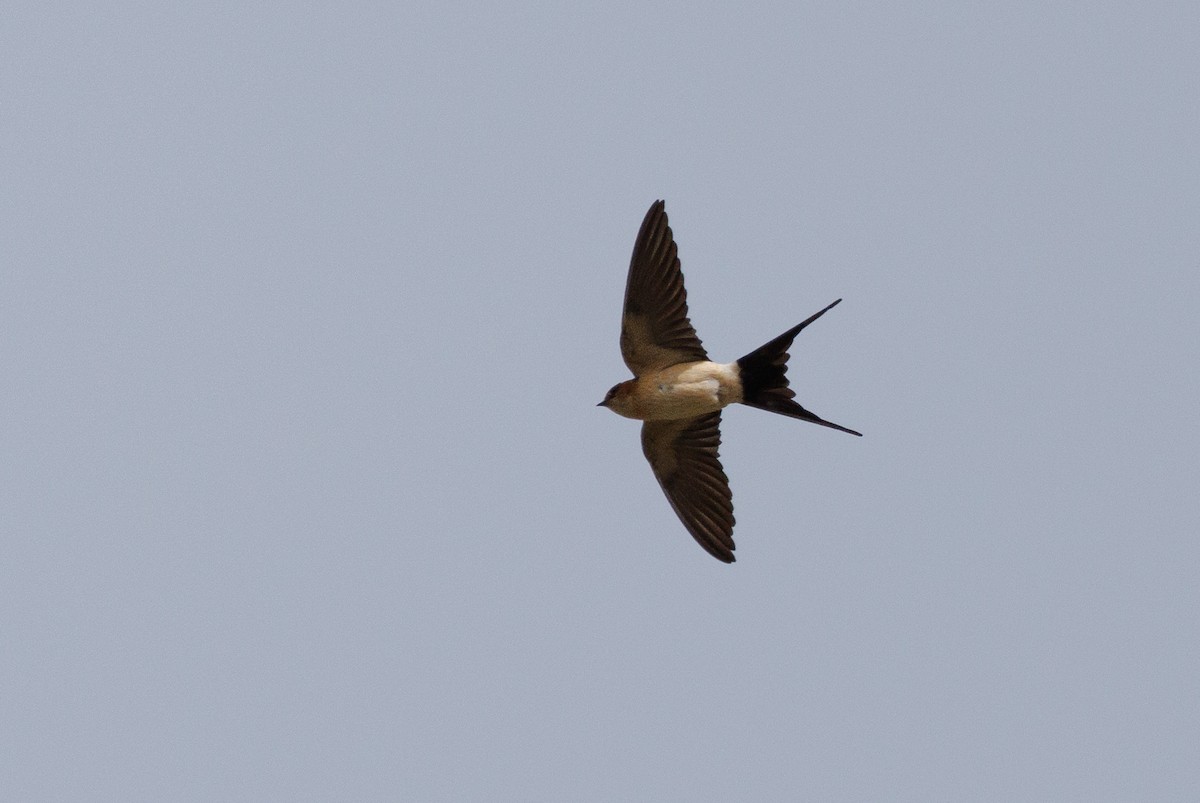 Red-rumped Swallow - Henry Wyn-Jones