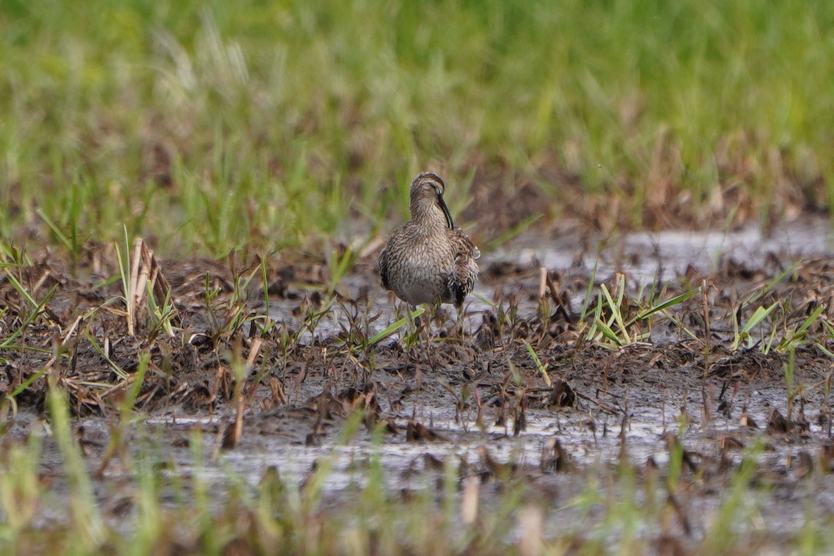 Whimbrel - Paweł Maciszkiewicz