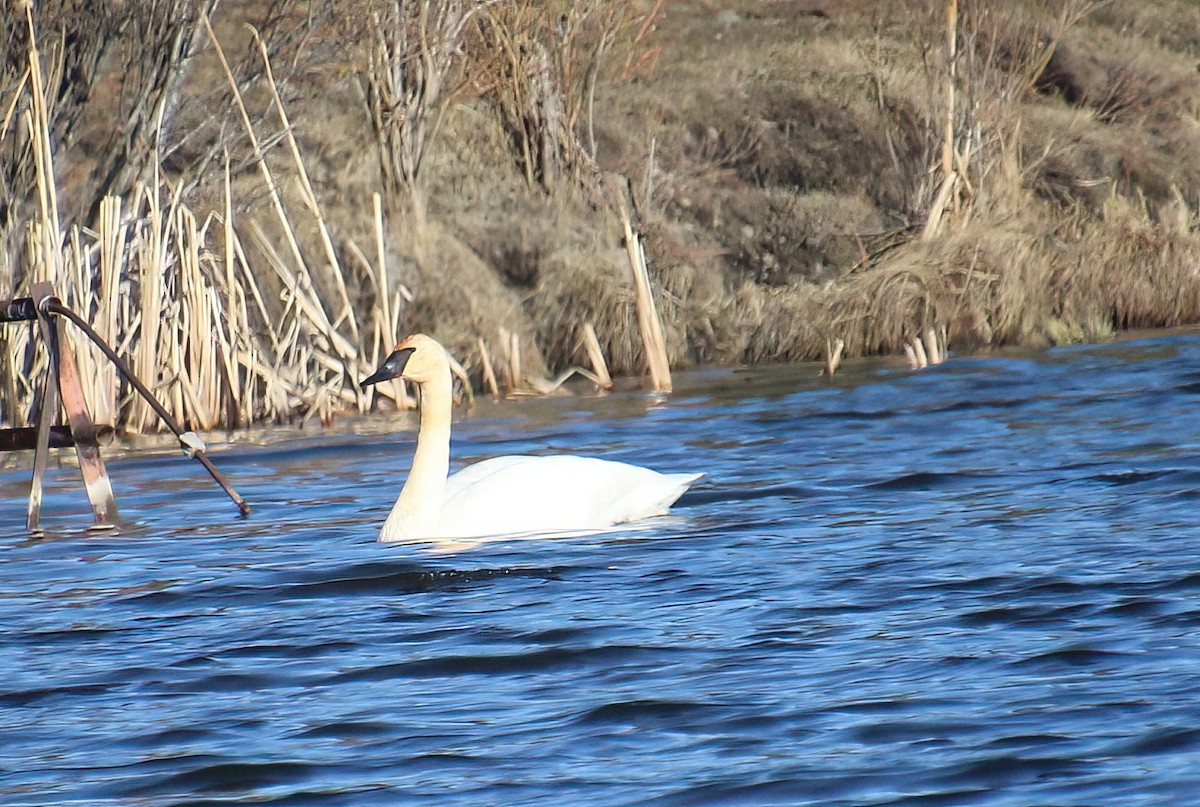 Trumpeter Swan - Elaine Cassidy