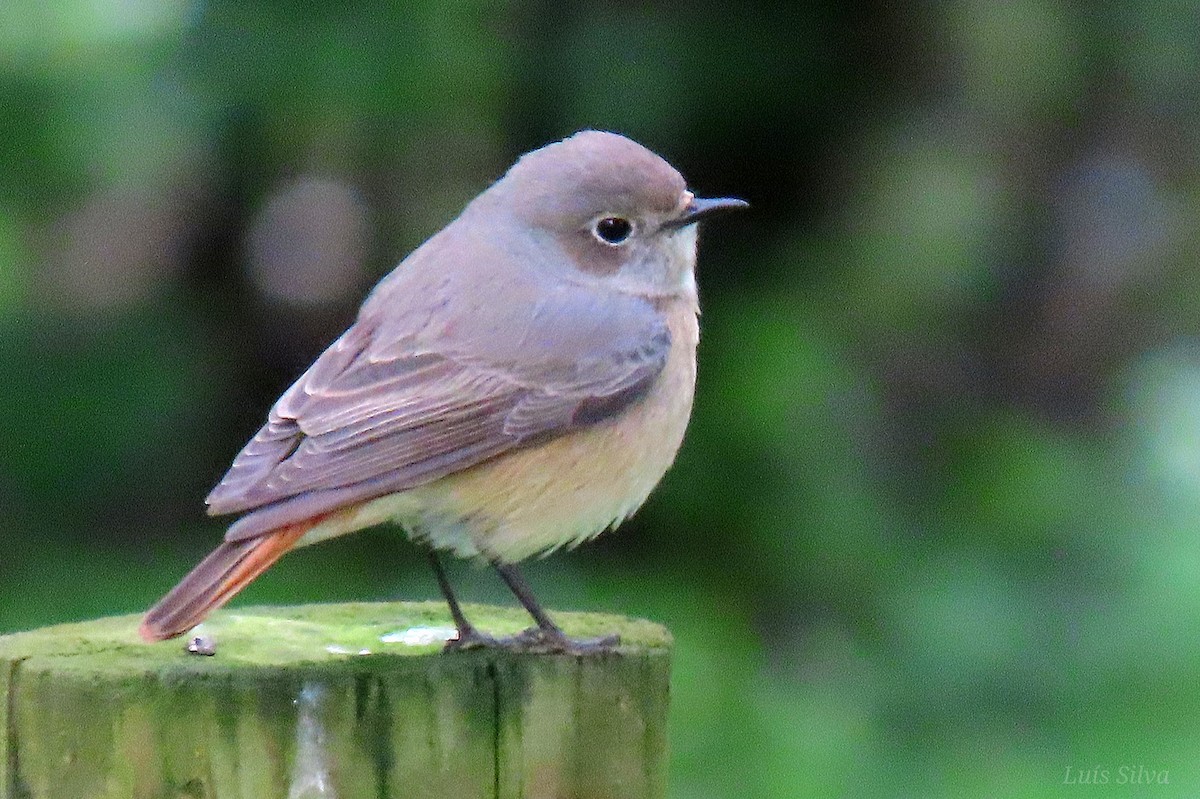 Common Redstart - ML618095441