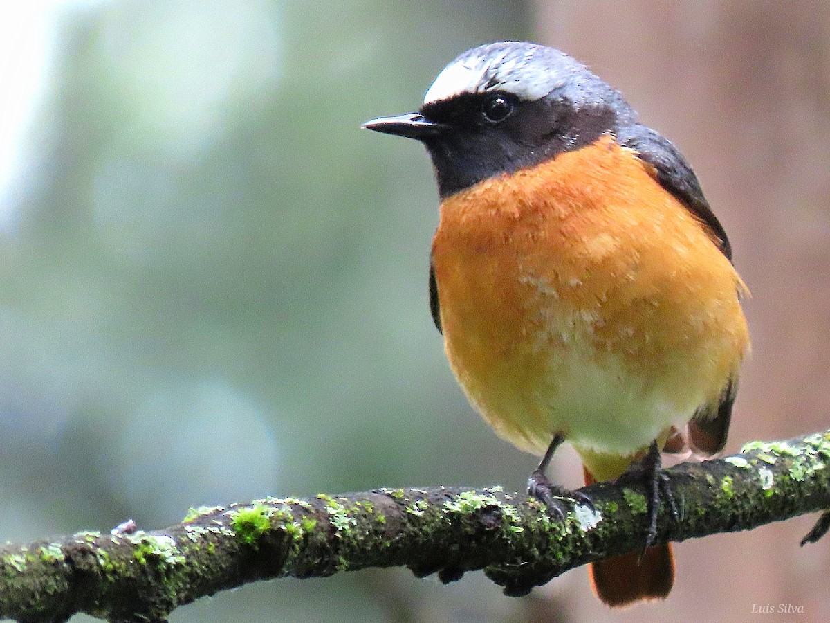 Common Redstart - Luís Manuel Silva