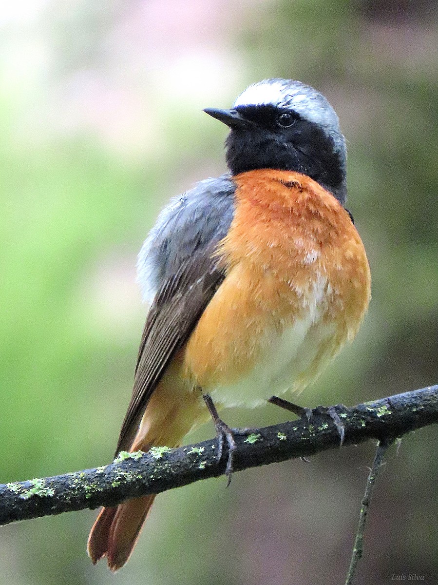 Common Redstart - Luís Manuel Silva