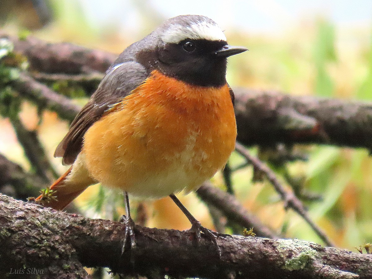 Common Redstart - Luís Manuel Silva