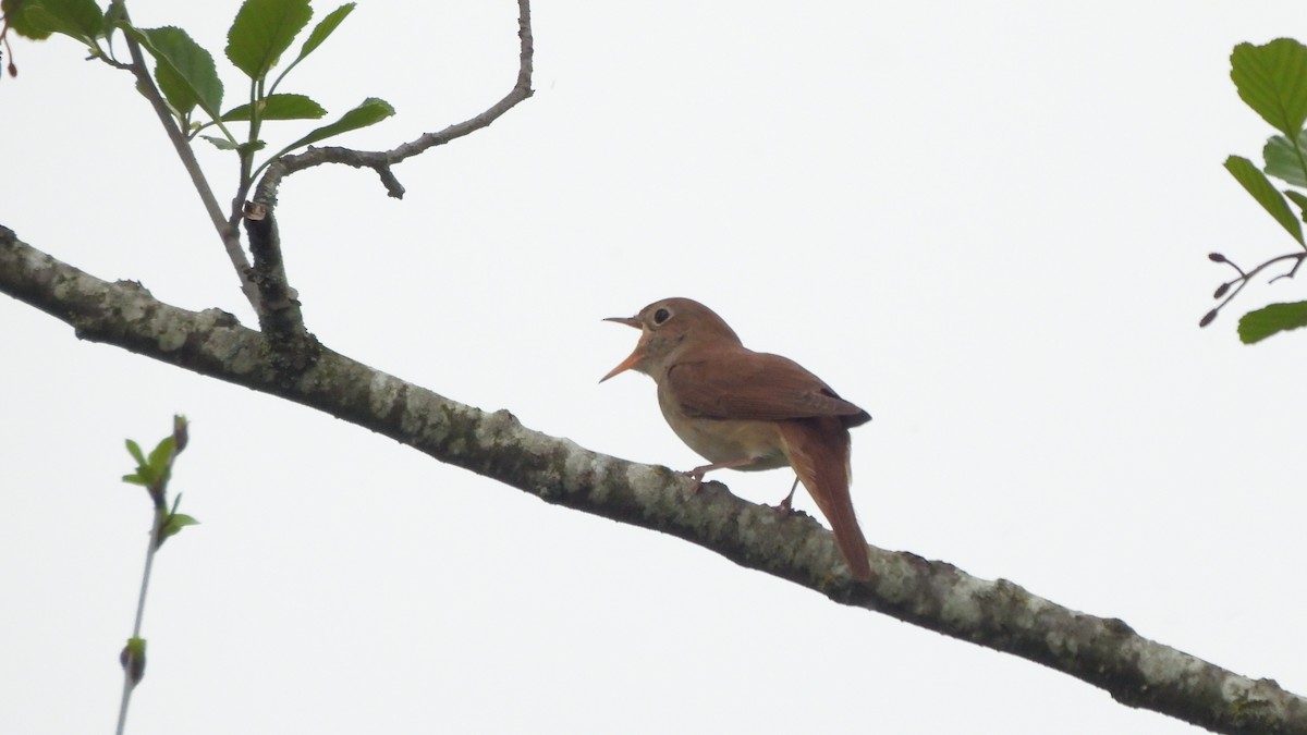 Common Nightingale - ML618095470