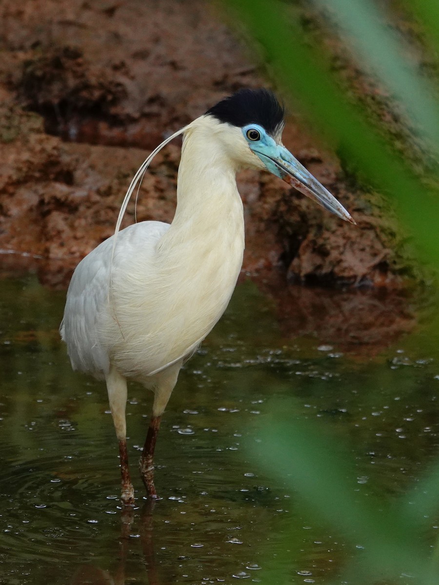 Capped Heron - Vincent Rufray