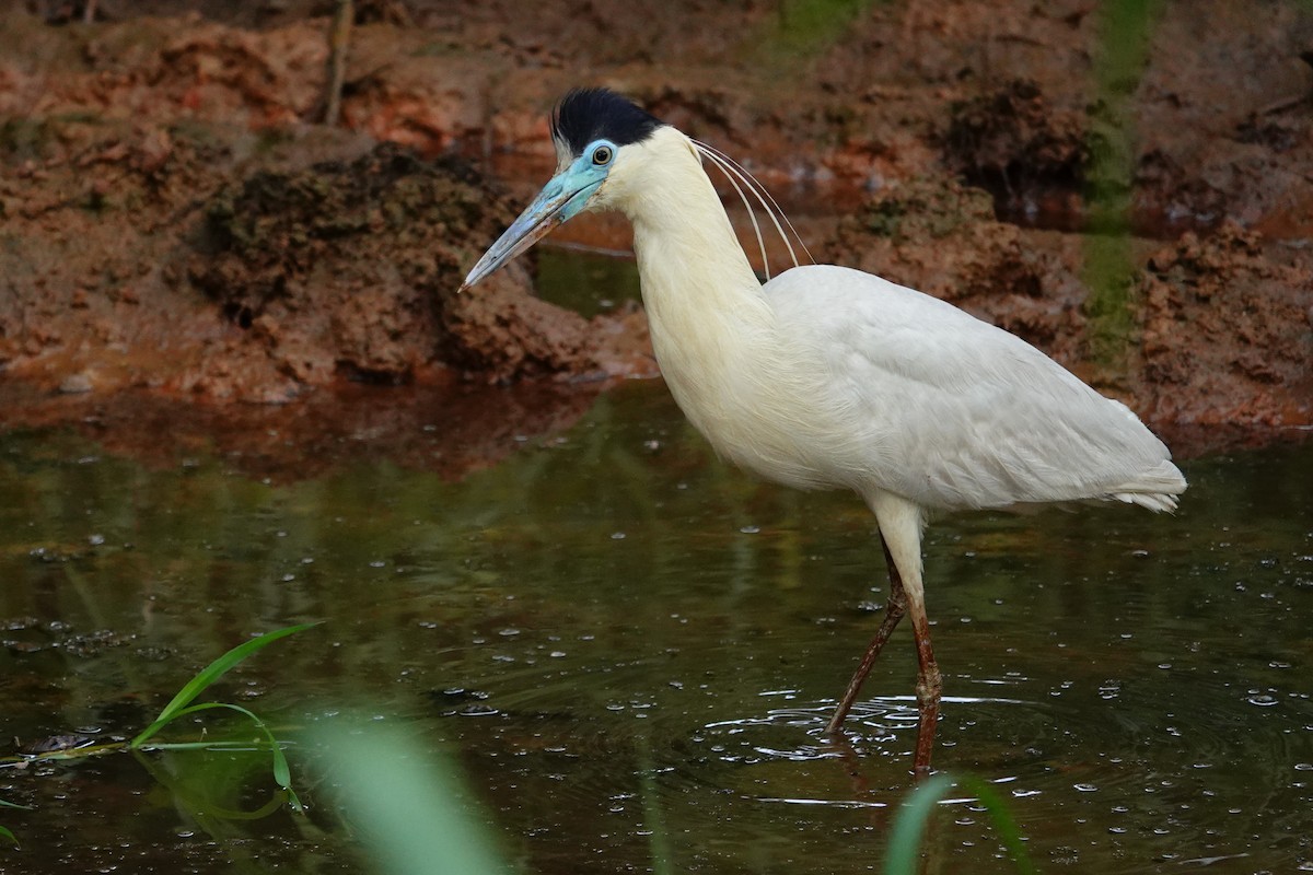 Capped Heron - Vincent Rufray