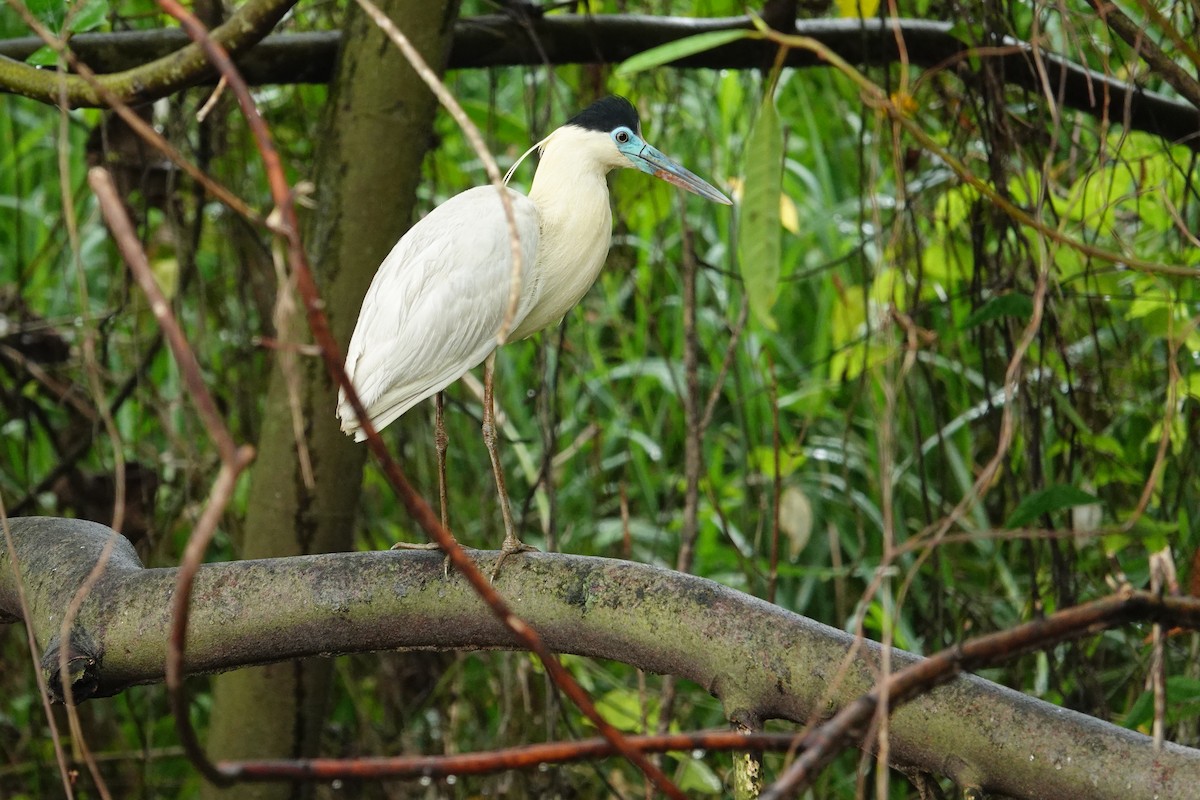 Capped Heron - Vincent Rufray