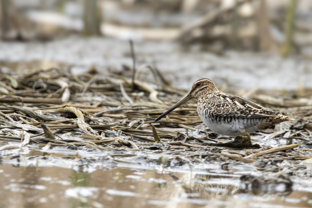 Wilson's Snipe - Cody Bassindale