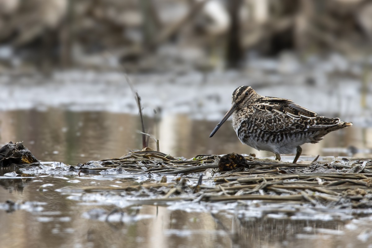 Wilson's Snipe - ML618095483