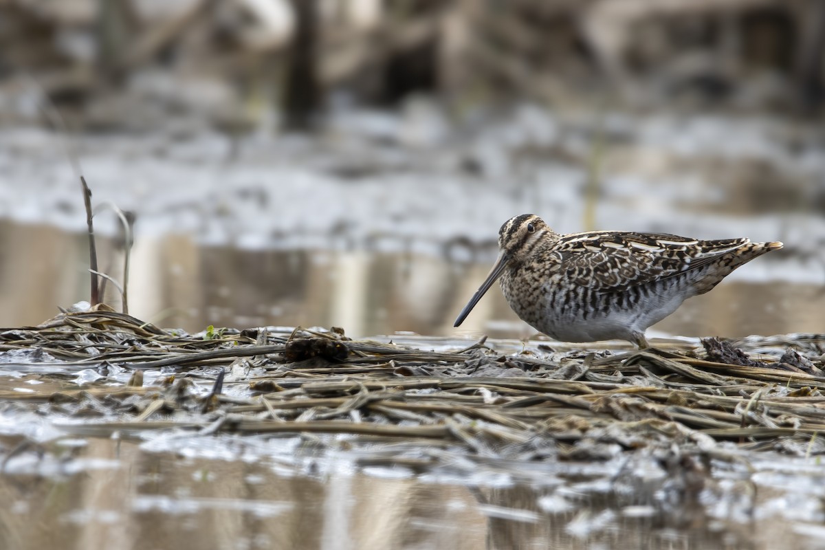 Wilson's Snipe - Cody Bassindale