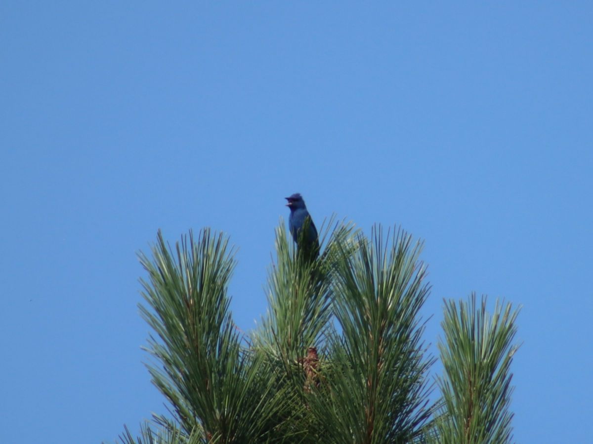 Indigo Bunting - Scott Drebit