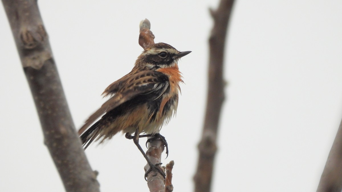 Whinchat - ML618095505