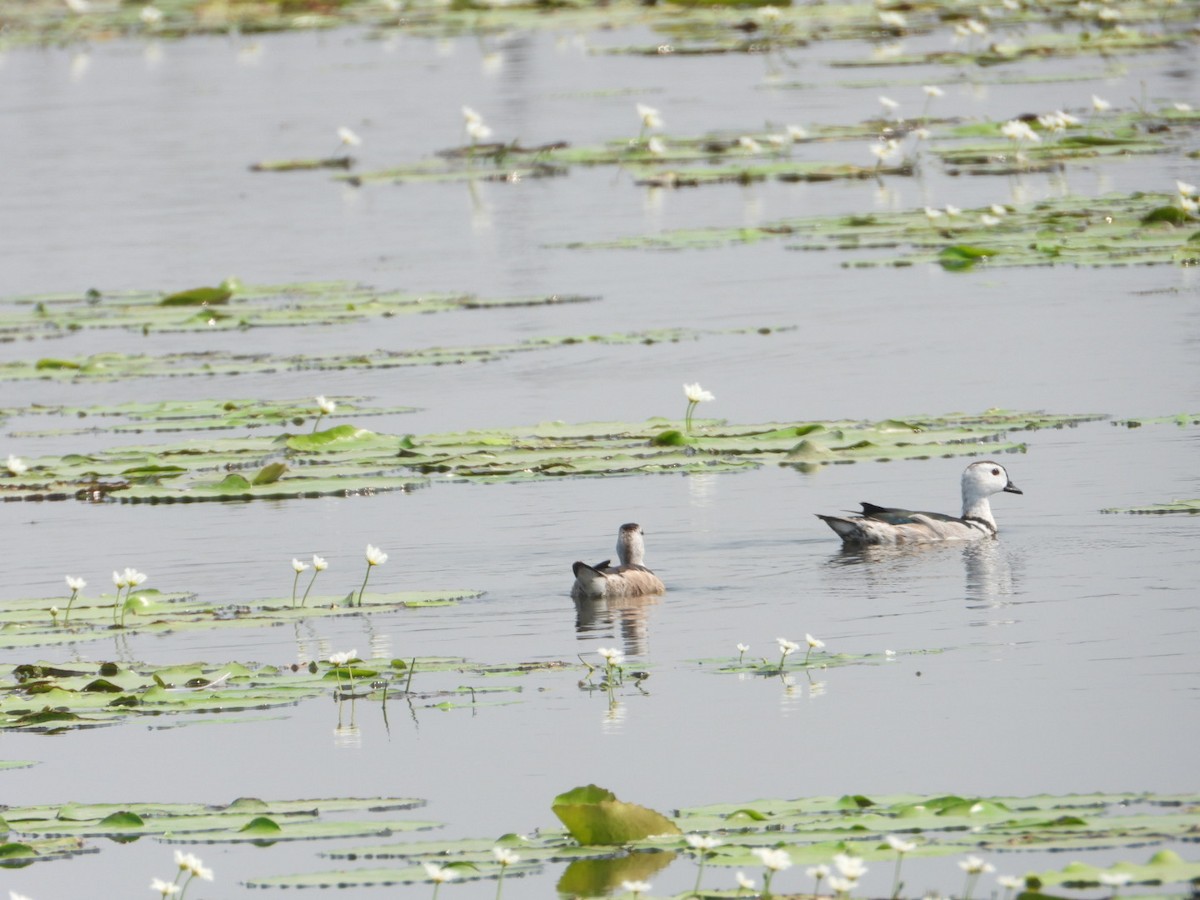 Cotton Pygmy-Goose - Chaiti Banerjee