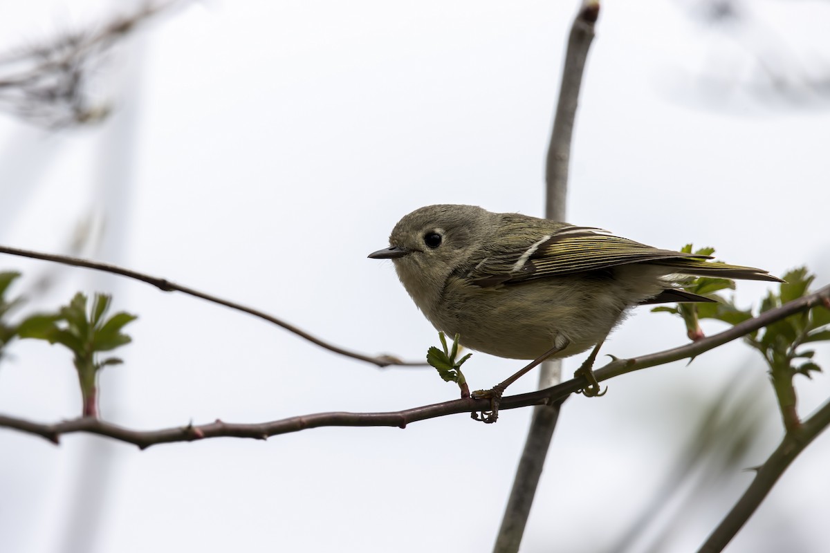 Ruby-crowned Kinglet - Cody Bassindale