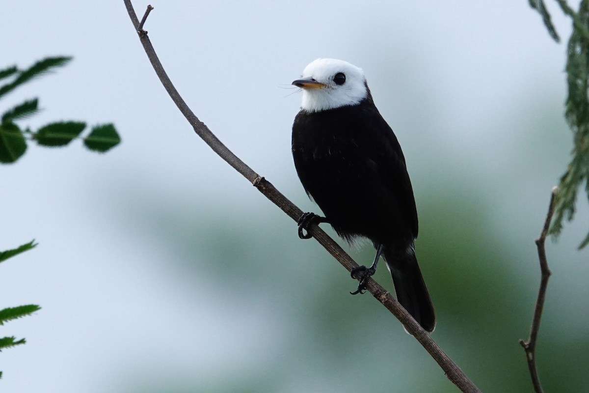 White-headed Marsh Tyrant - Vincent Rufray