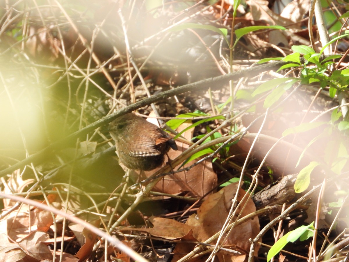 Winter Wren - ML618095558