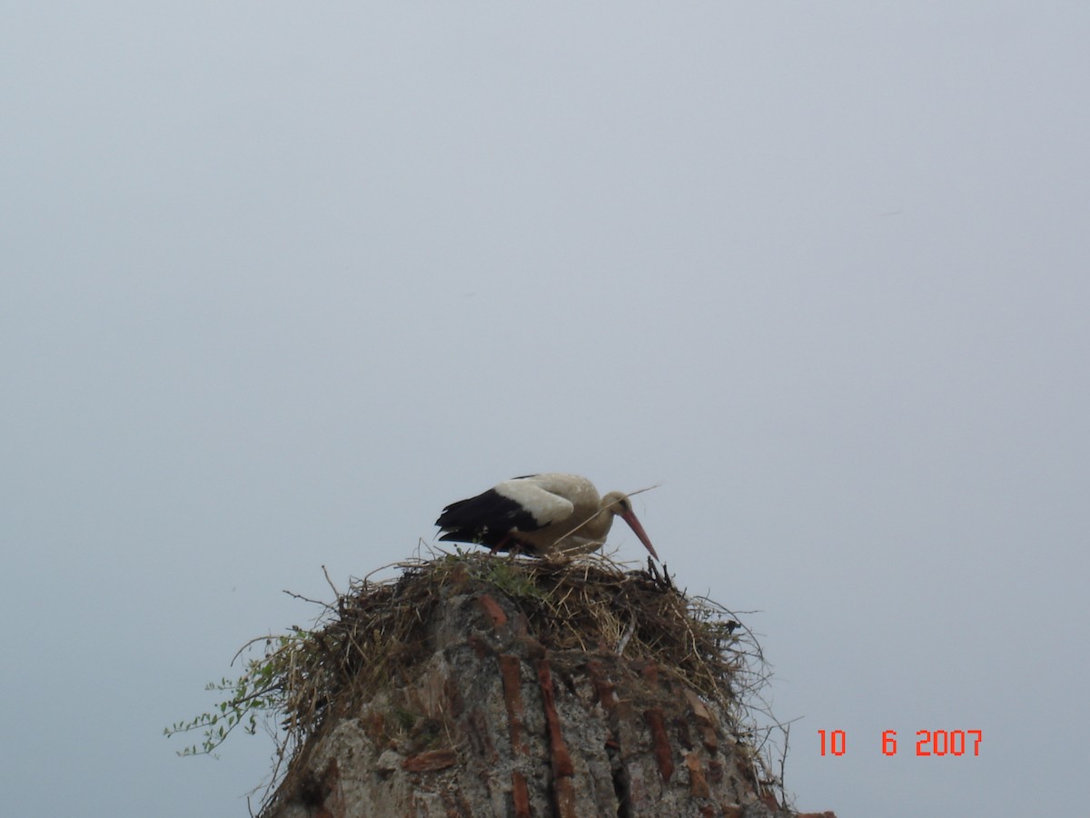 White Stork - ML618095563
