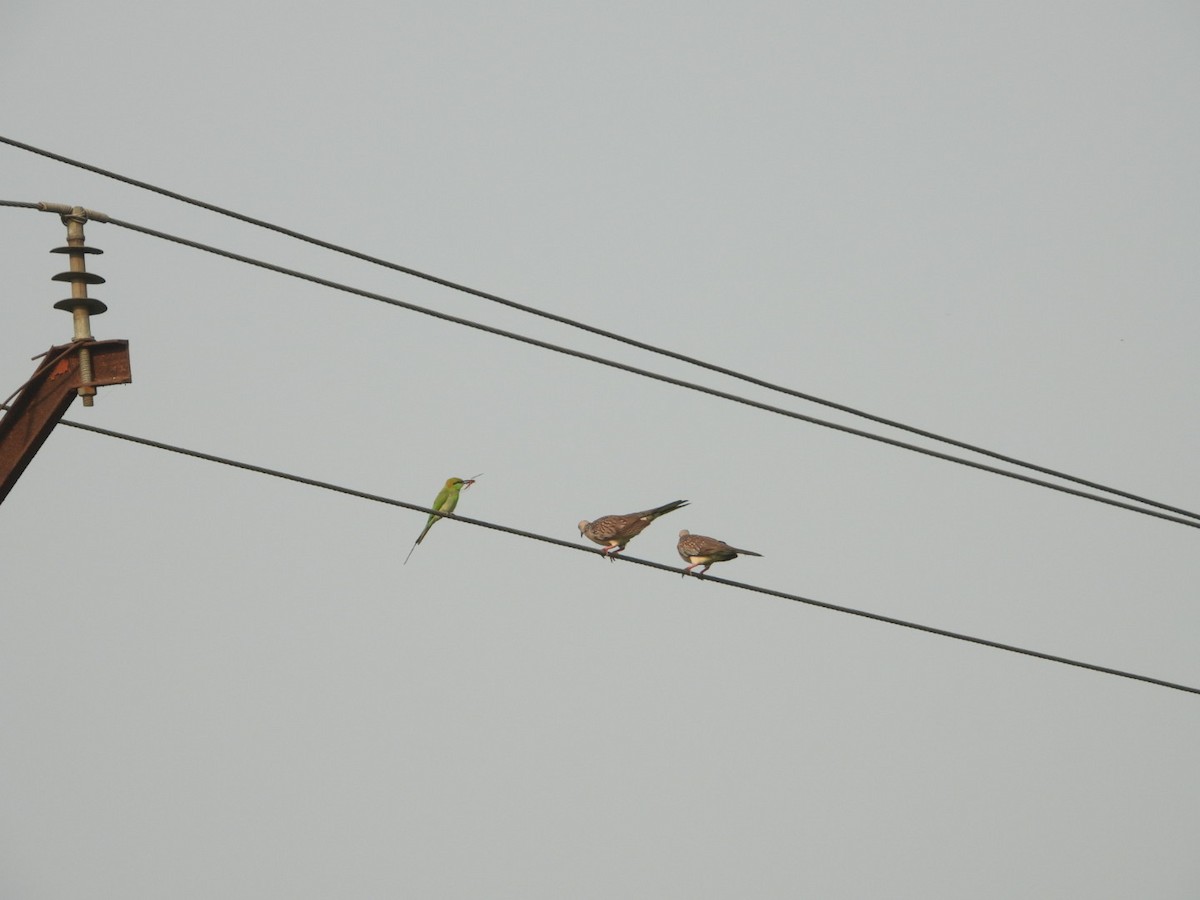 Spotted Dove - ML618095571