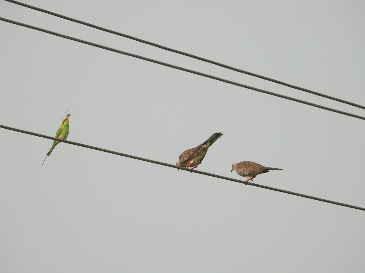 Spotted Dove - ML618095572