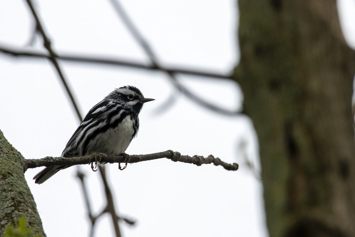 Black-and-white Warbler - Cody Bassindale