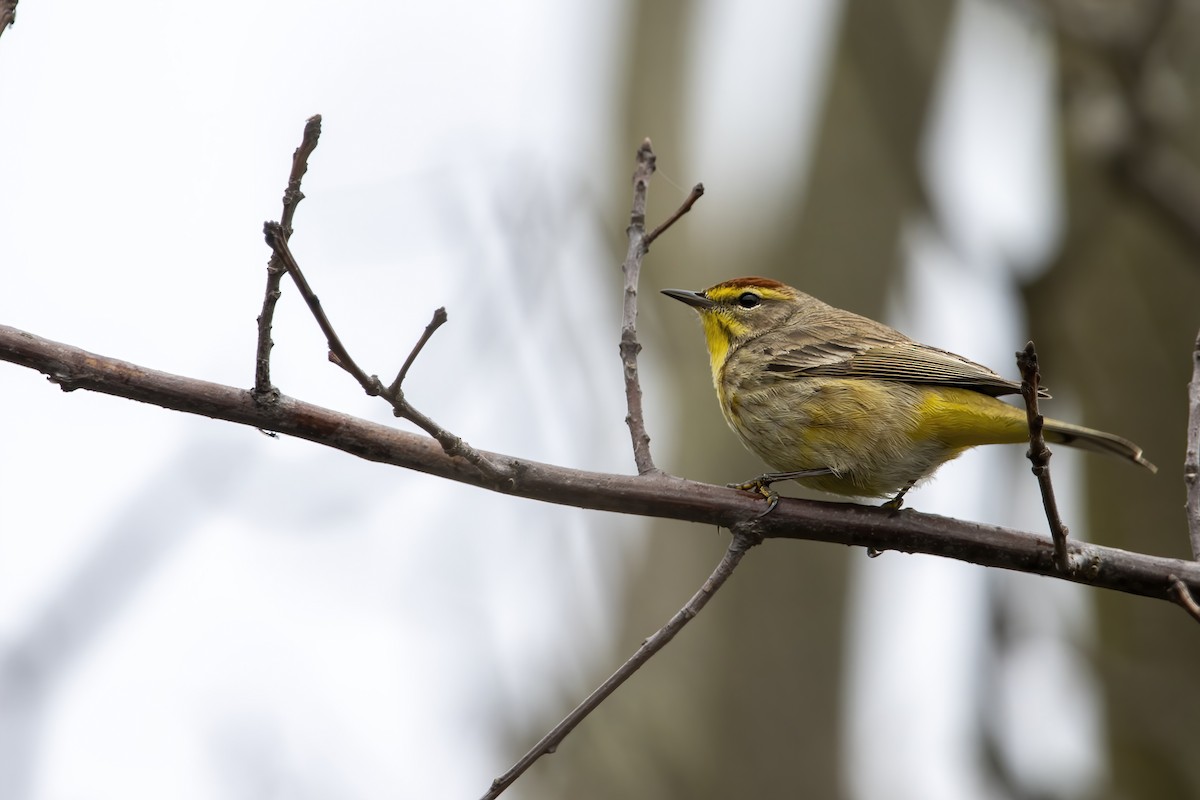 lesňáček bažinný (ssp. palmarum) - ML618095592