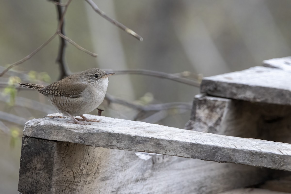 House Wren (Northern) - Cody Bassindale