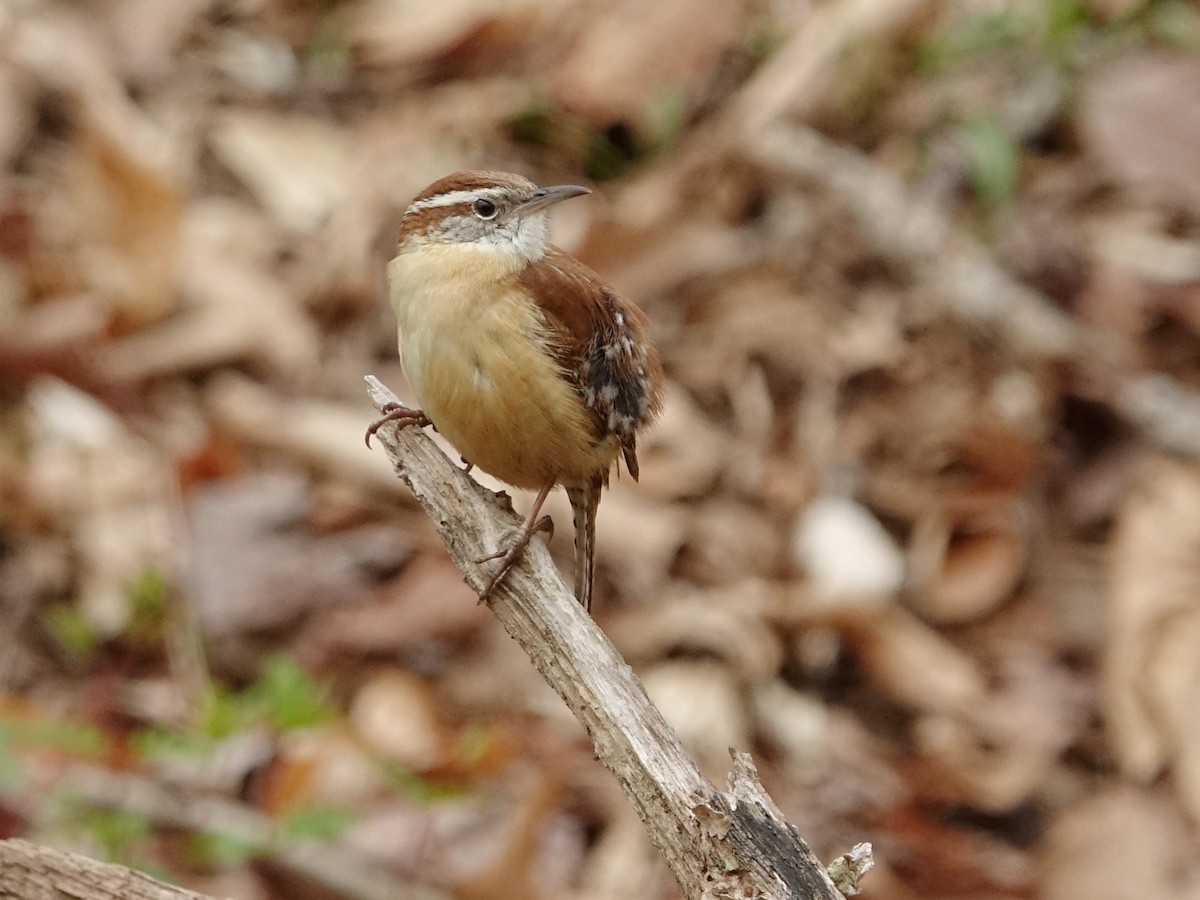 Carolina Wren - Frank Marenghi