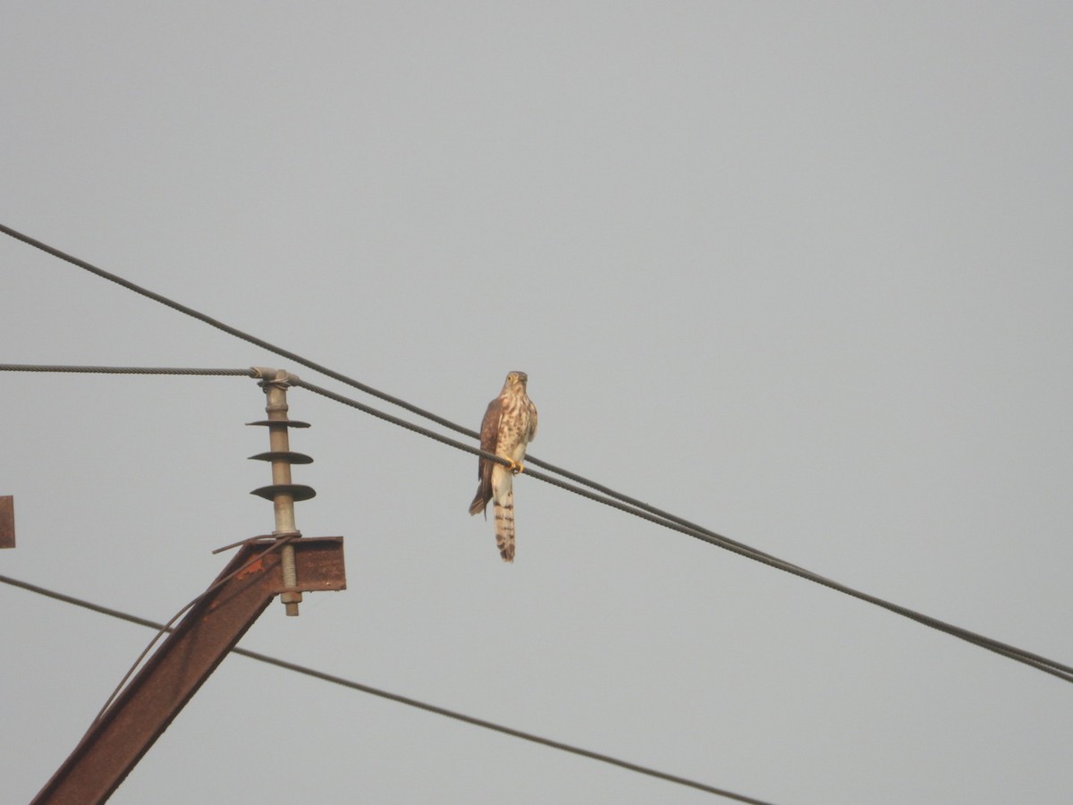 Common Hawk-Cuckoo - Chaiti Banerjee