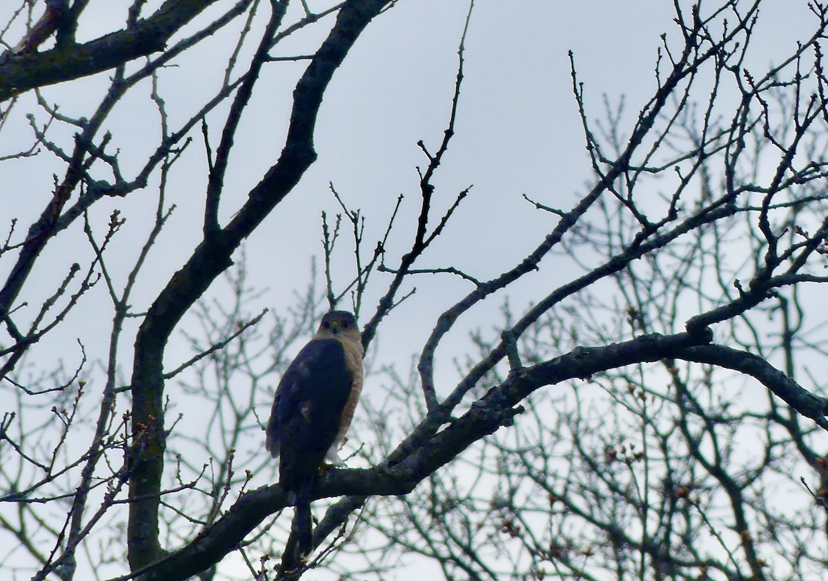 Cooper's Hawk - Janet Patterson