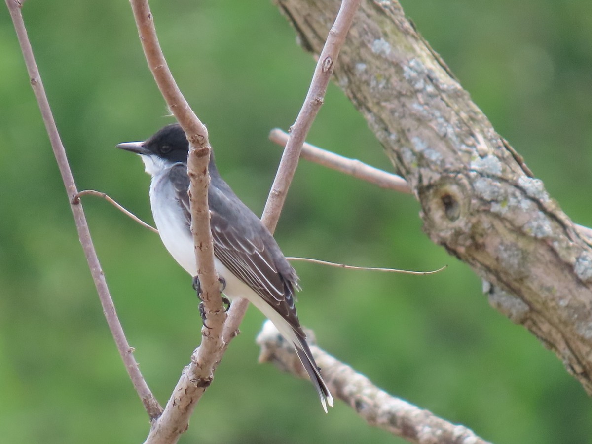 Eastern Kingbird - ML618095685