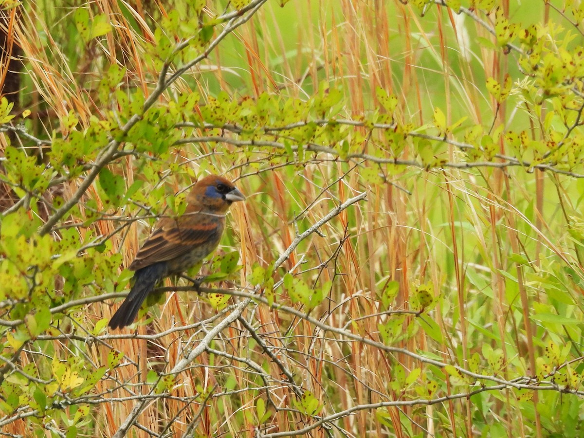 Blue Grosbeak - ML618095704