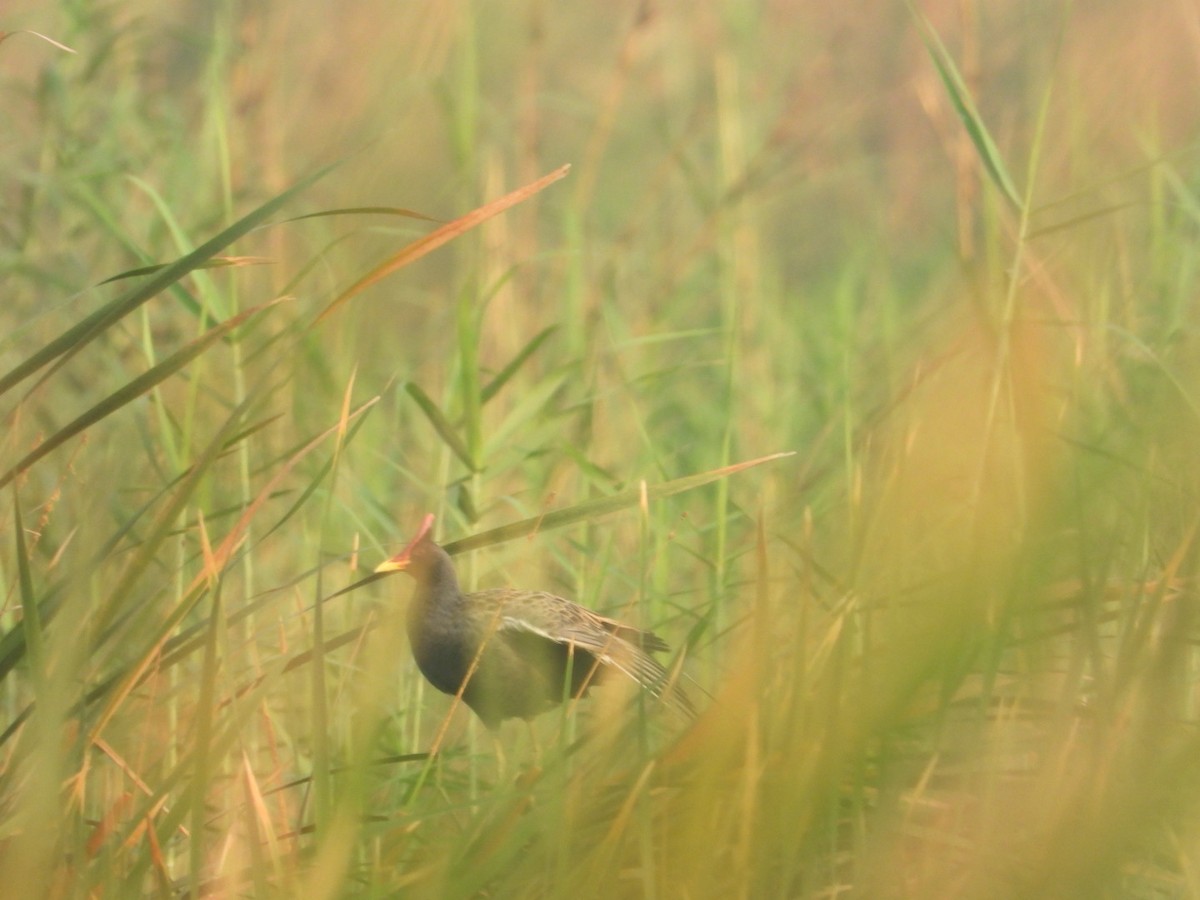 Watercock - Chaiti Banerjee