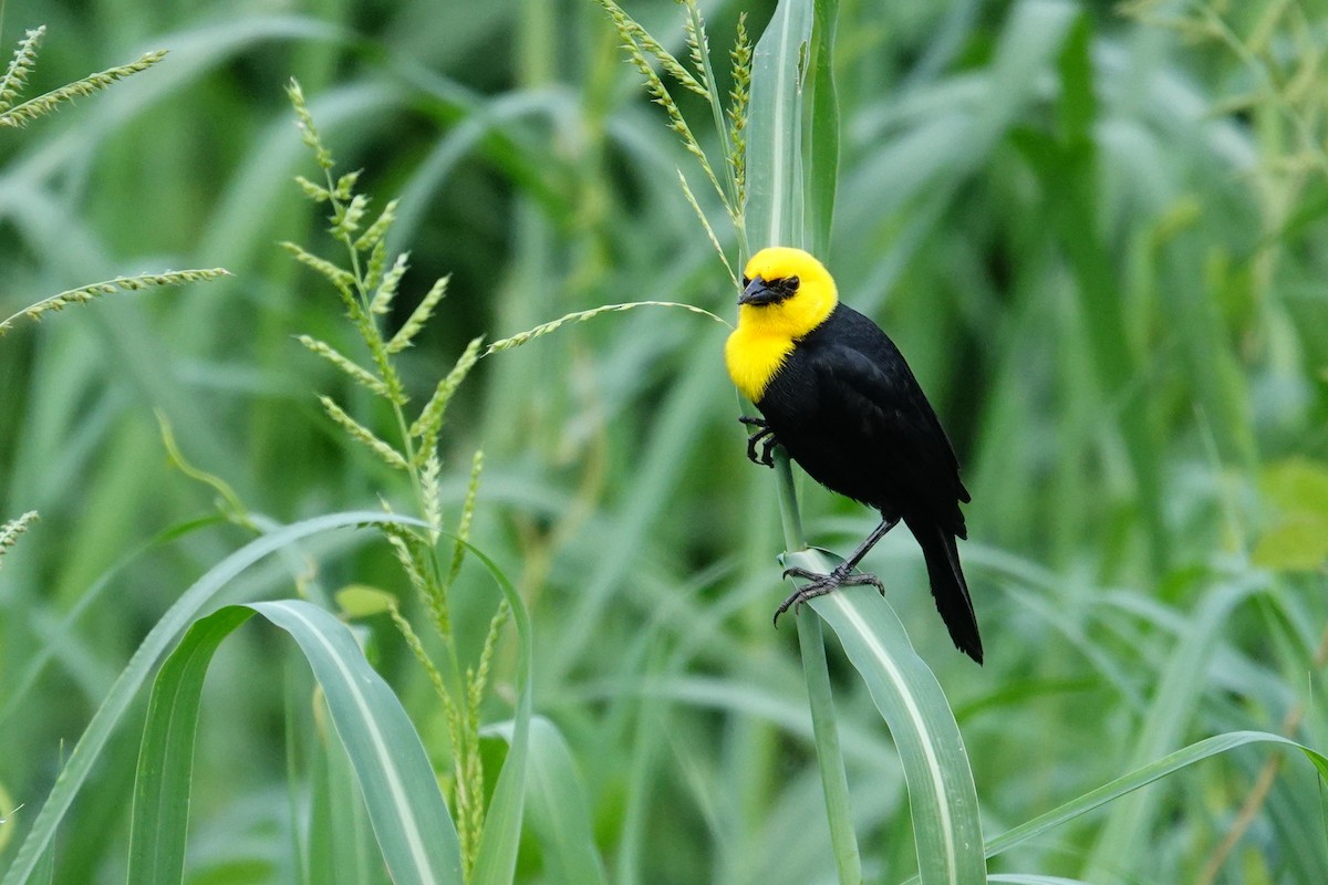 Yellow-hooded Blackbird - ML618095721