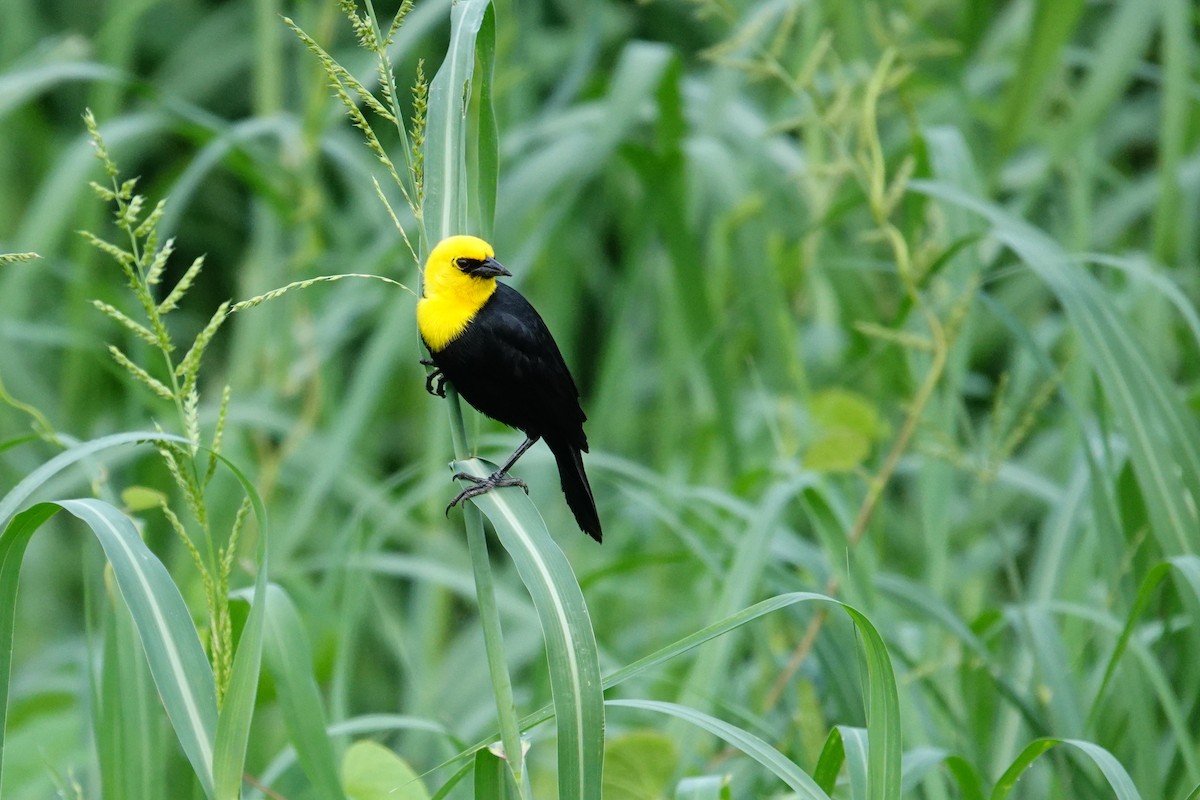 Yellow-hooded Blackbird - ML618095722