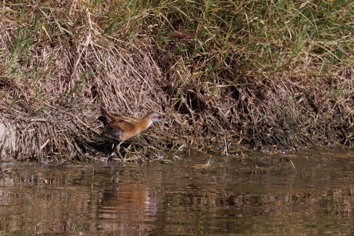 Little Crake - Henry Wyn-Jones