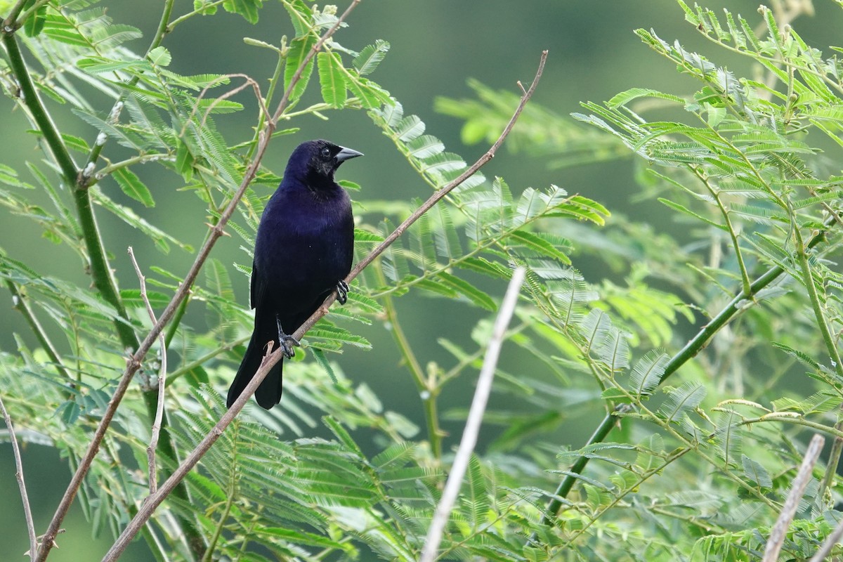 Shiny Cowbird - Vincent Rufray