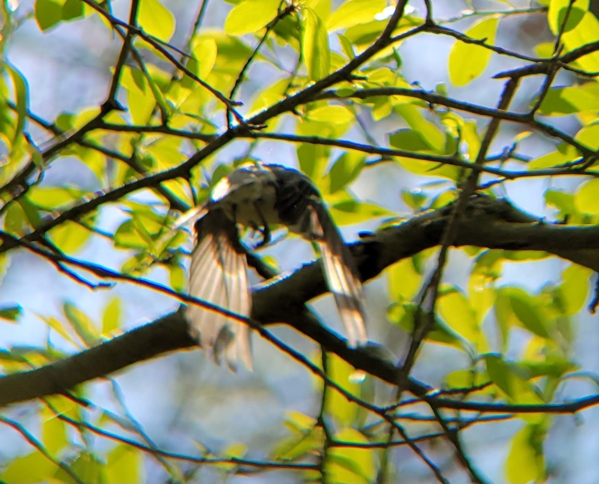 Yellow-throated Warbler - Becky Howard