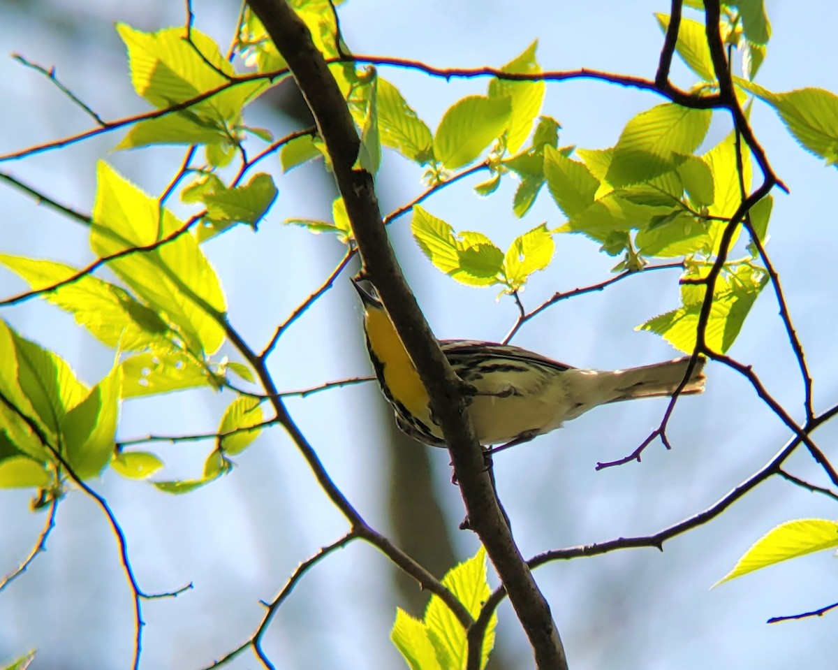 Yellow-throated Warbler - Becky Howard