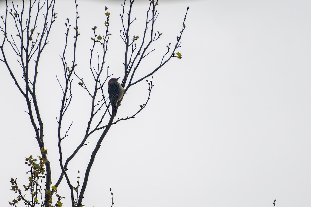 Red-bellied Woodpecker - Kevin ODonnell