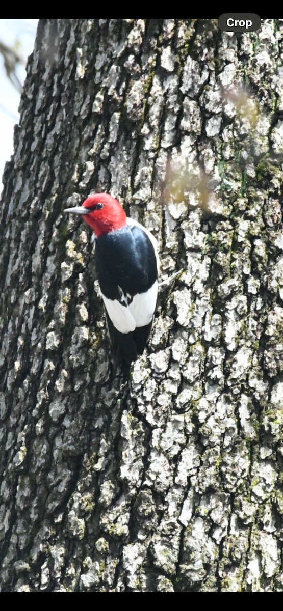 Red-headed Woodpecker - ML618095750