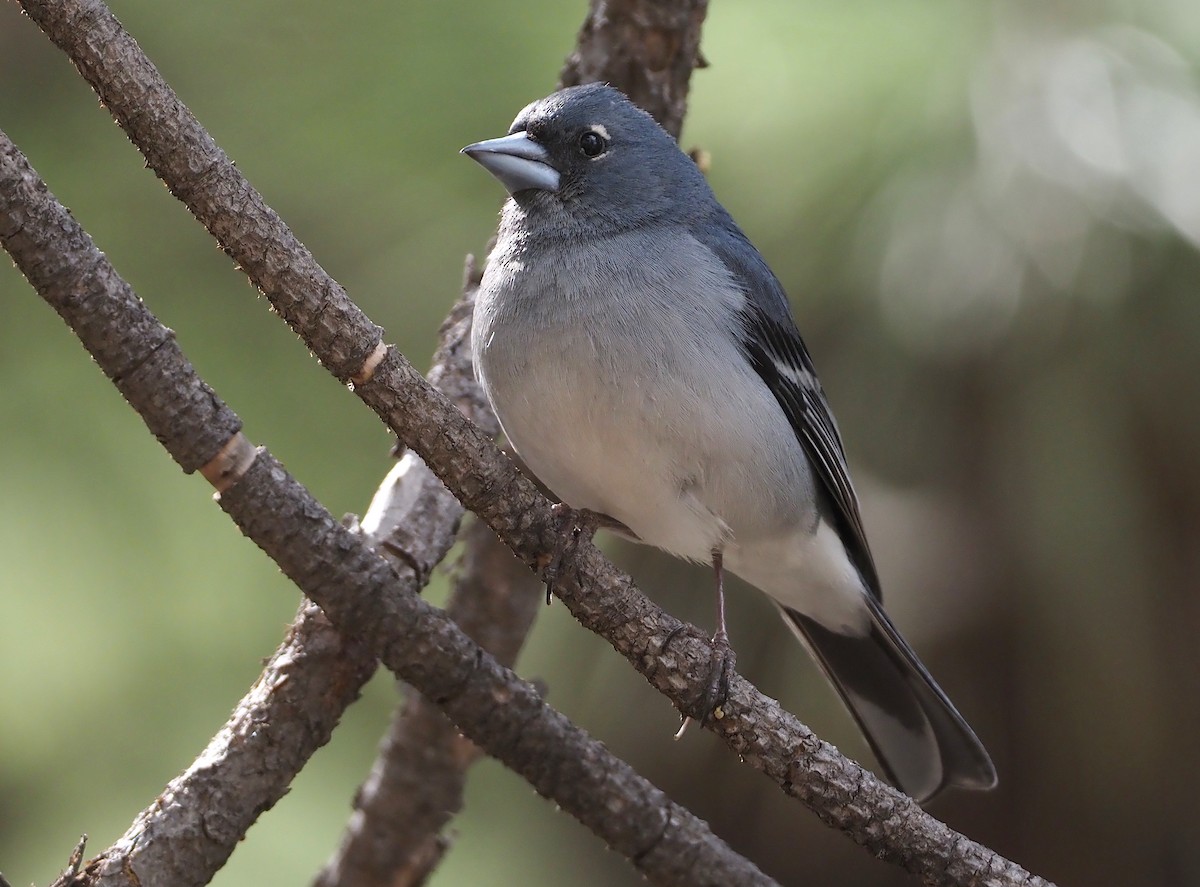 Gran Canaria Blue Chaffinch - Stephan Lorenz