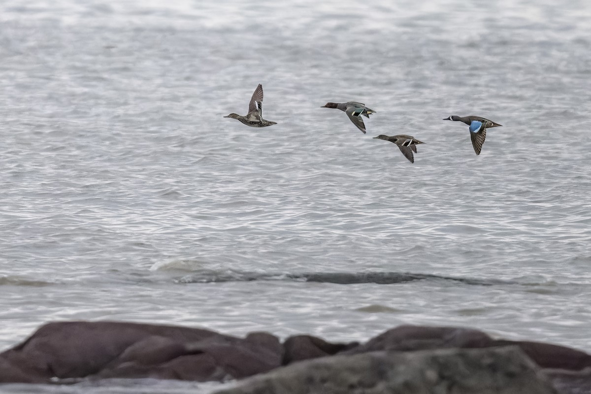 Blue-winged Teal - ML618095777