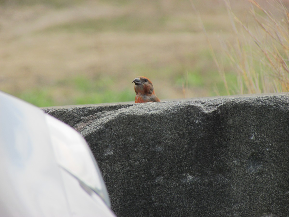 Red Crossbill - ML618095780