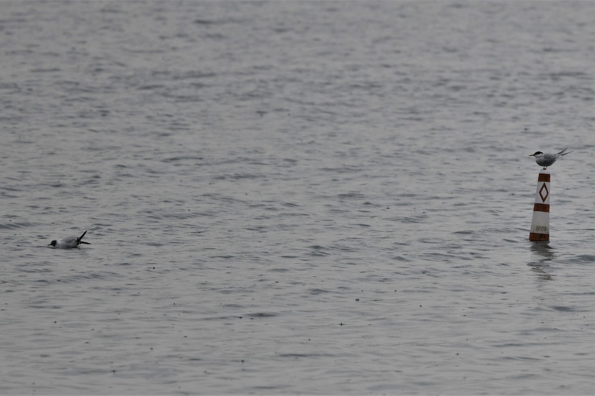 Common Tern - Mark Miller