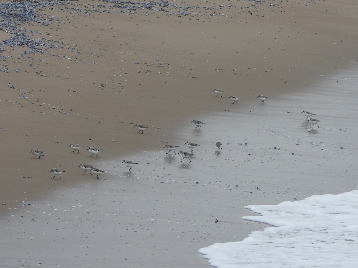 Sanderling - Ricardo Moral