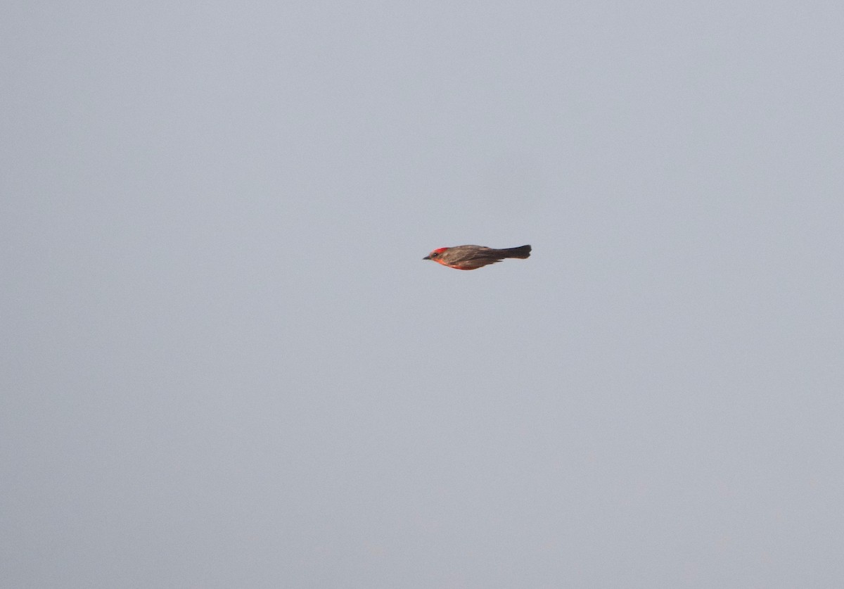 Vermilion Flycatcher - Gautam Apte