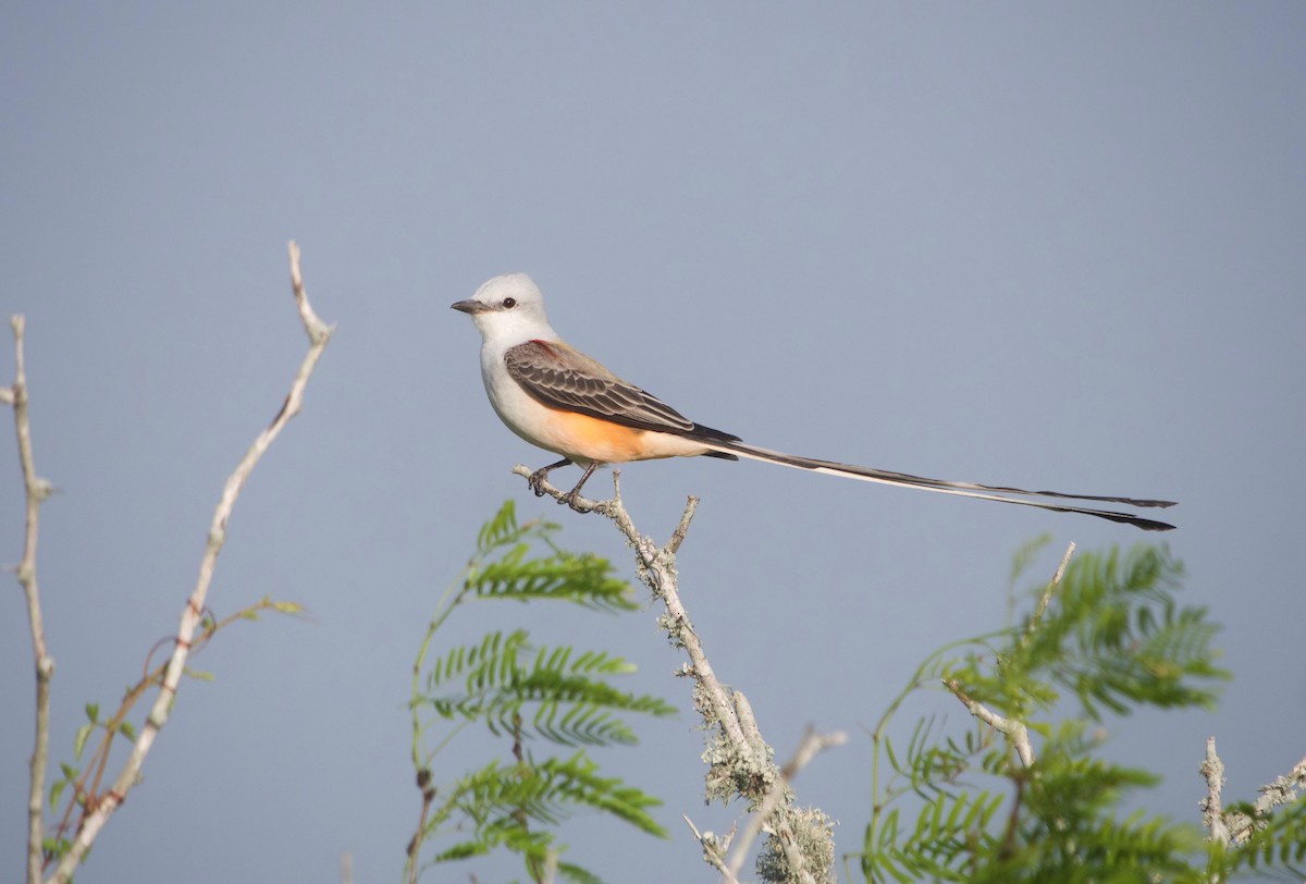 Scissor-tailed Flycatcher - Gautam Apte