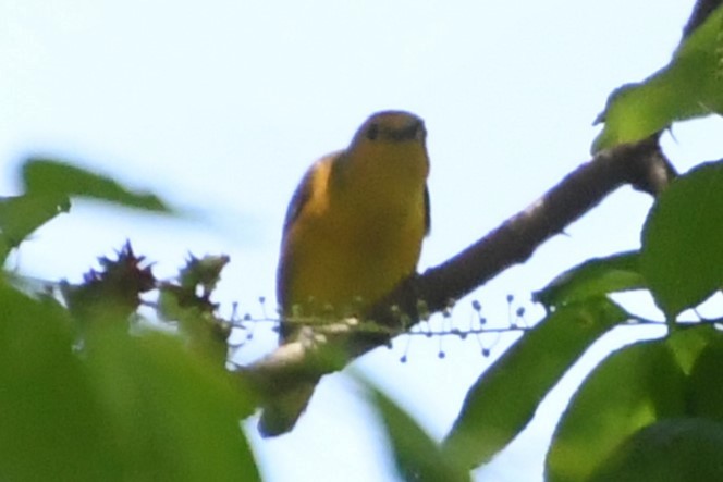 Prothonotary Warbler - ML618095850