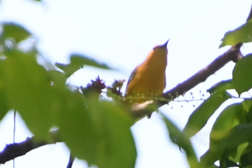 Prothonotary Warbler - ML618095860